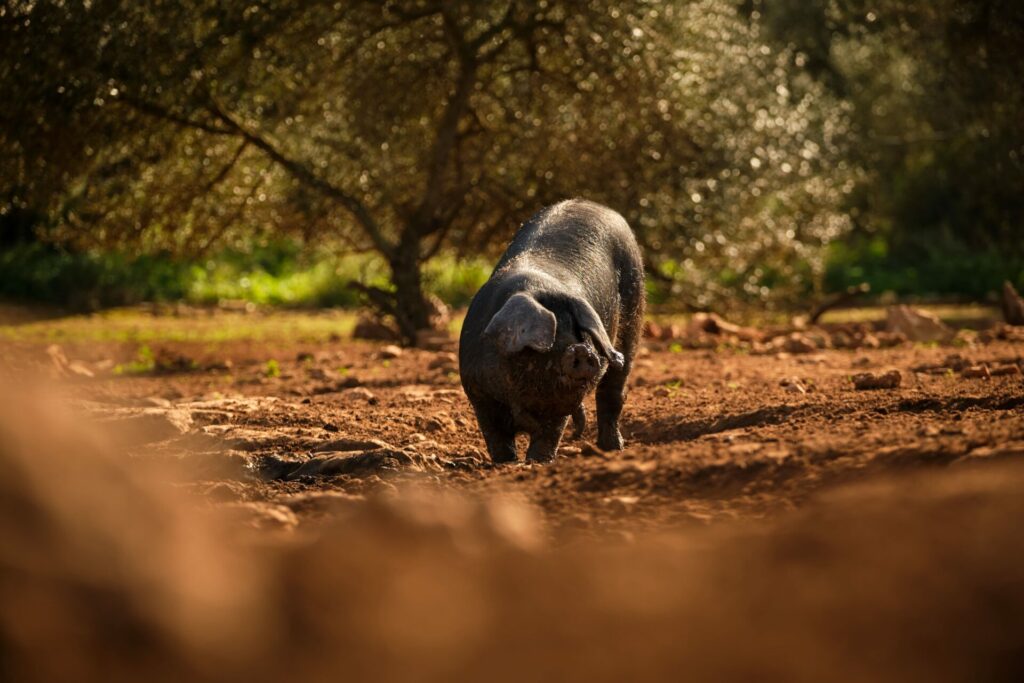 Alimentación en Cerdo Ibérico De Bellota  criado en el ecosistema natural del bosque mediterráneo 