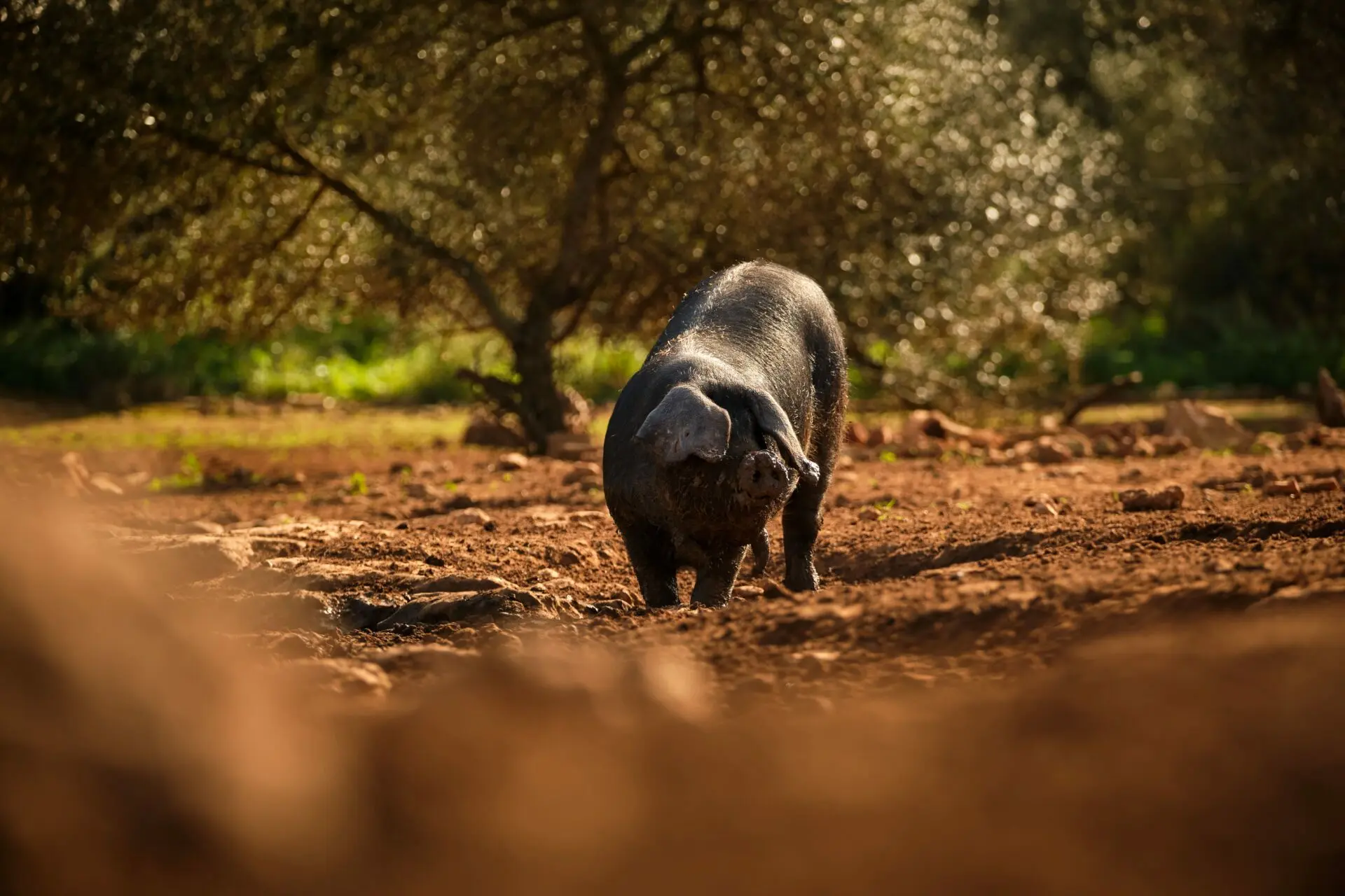 Alimentacion Cerdo Iberico De Bellota